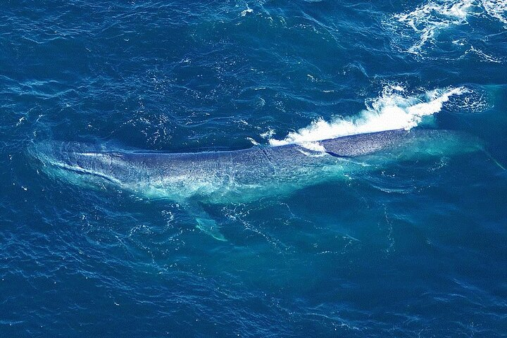 Kaikoura Whales - Photo 1 of 13